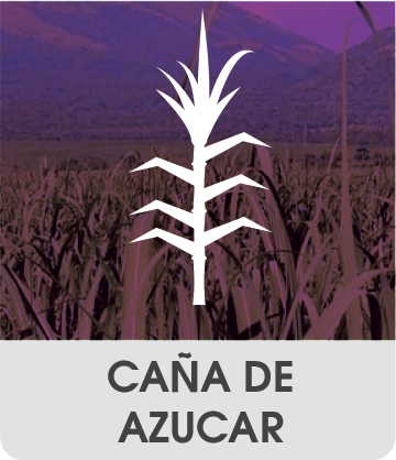cultivos_banner