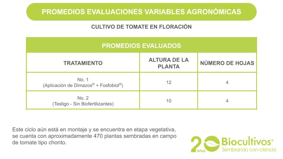 Biocultivos - Tomate - Floracion