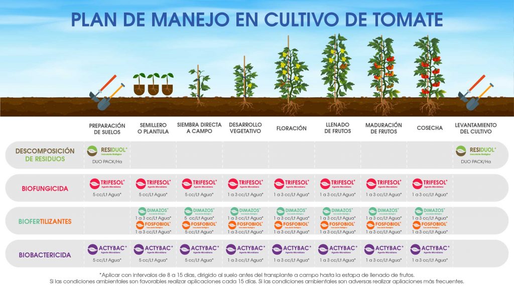 Biocultivos - Plan de manejo en cultivo de tomate